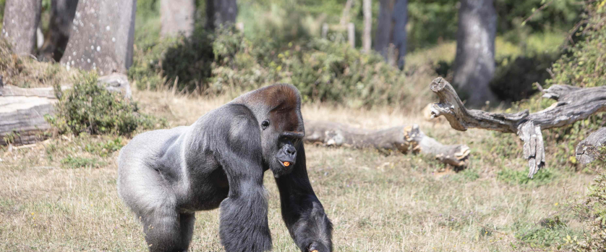 Vallée des singes