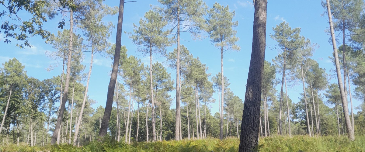 Forêt Domaniale de Vouillé St Hilaire